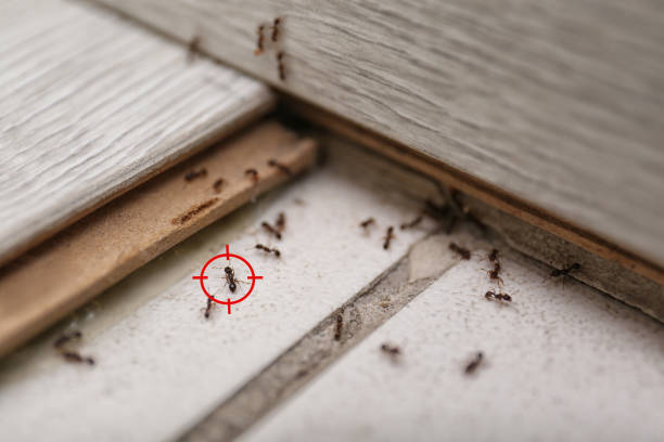 Best Best Pest Control Companies  in Montrose Ghent, OH