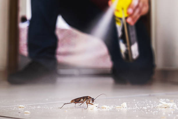 Best Affordable Pest Control Services  in Montrose Ghent, OH
